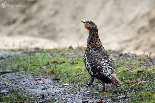 Na špacírke, Pavol Bukovan
