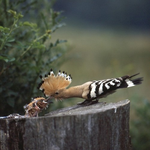 Dudok chochlatý (Upupa epops), Stanislav Harvančík