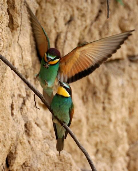 Vcelárik zlatý (Merops apiaster), Stanislav Harvančík