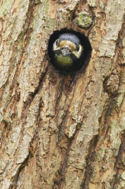 Domovník, Marian Zelina