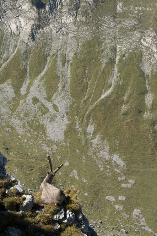 Pohľad do priepasti, Marian Zelina