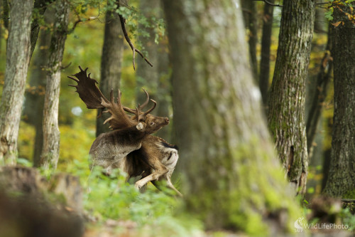Jogín, Marian Zelina