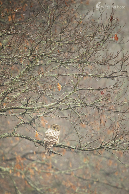 Sova v kompozícii, Marian Zelina