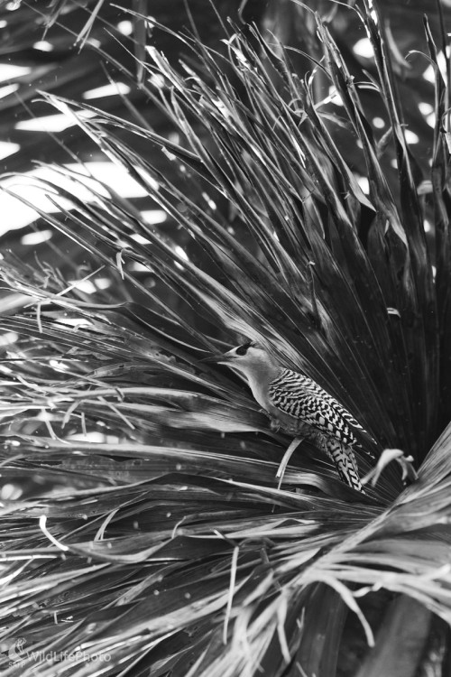 Čiernobiele mimikry, Marian Zelina