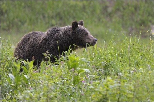 Macko, Ján Maderič