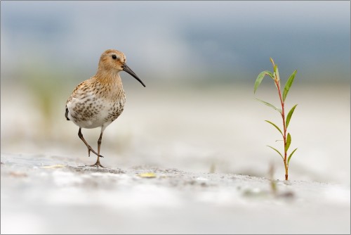 Pobrežník Čiernozobý, Ján Maderič