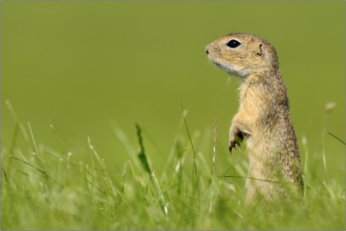 Syseľ Pasienkový, Ján Maderič