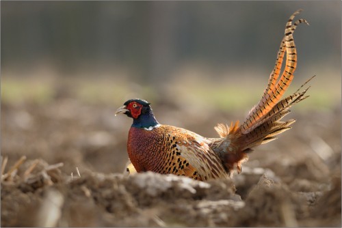 Bažant Poľovný, Ján Maderič