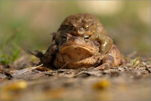 Ropucha Veľká, Ján Maderič
