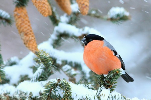 Hýľ, Vladimír Michalec