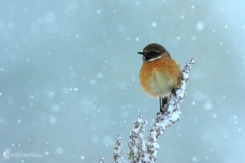 Pŕhľaviar čiernohlavý, Vladimír Michalec