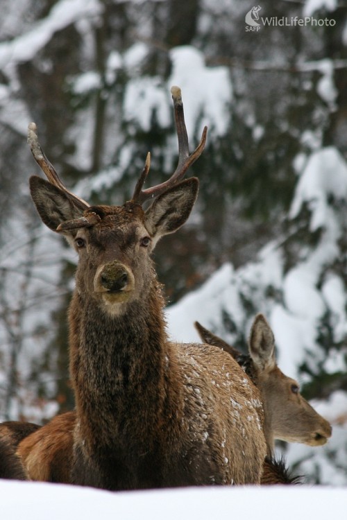 ...rarita..., Milan Fuňák