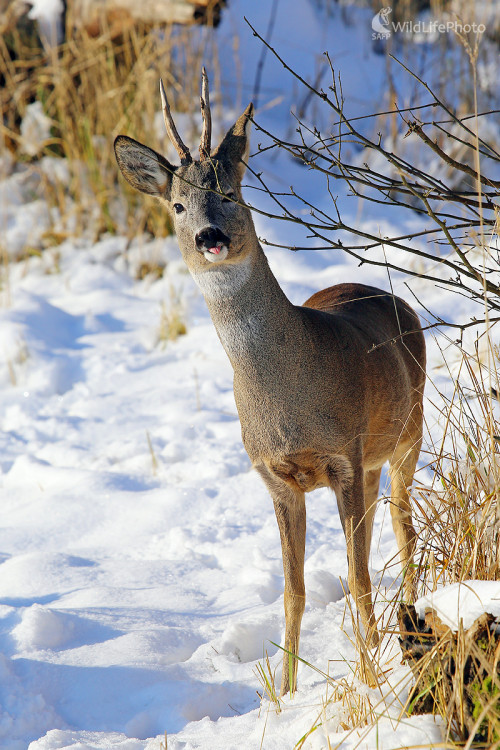 jazýčková , Pavol Bukovan