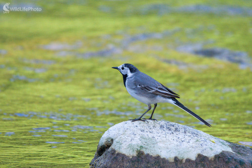 Meditácia, Milan Čierny