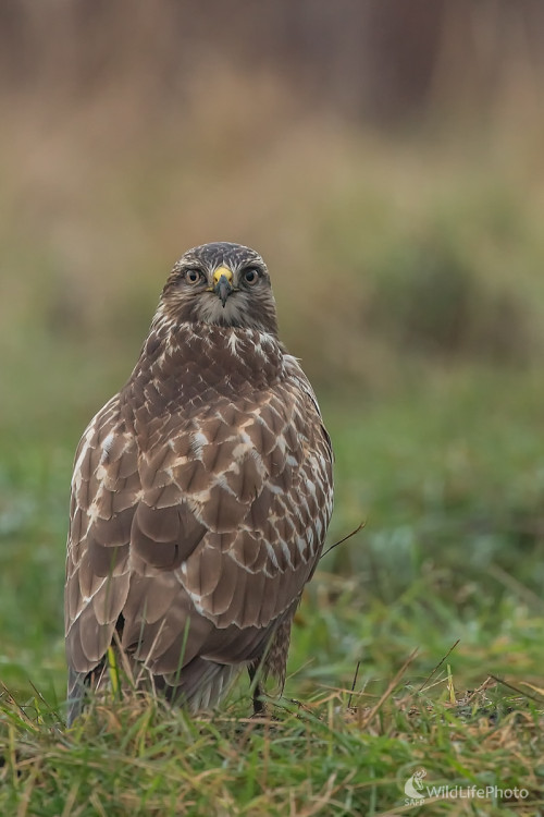 Myšiak lesný, Edmund Lelkes