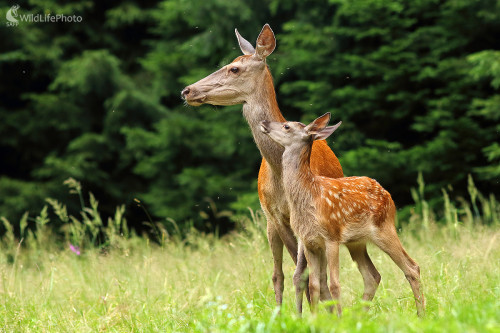 rodinka, Peter Jurík