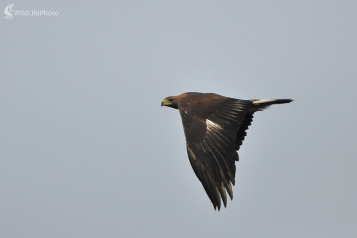 Rozlietavam sa, Milan Čierny