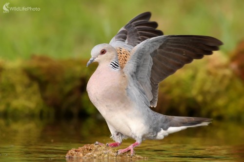 Hrdlička poľná  (Streptopelia turtur), Martin Šabík