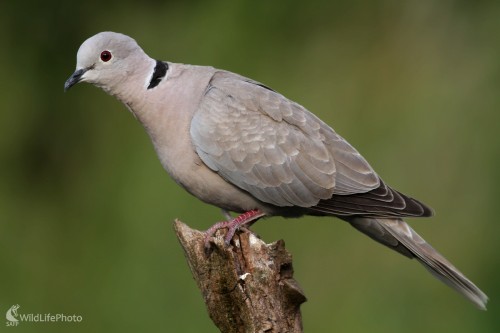 Hrdlička záhradná | (Streptopelia decaocto), Martin Šabík