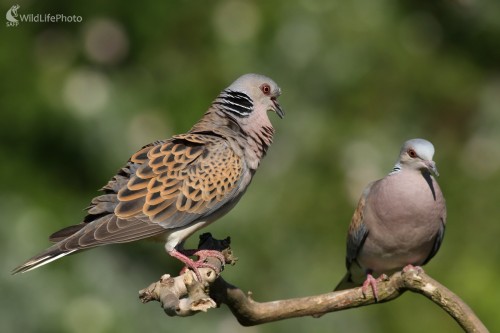 Hrdlička poľná  (Streptopelia turtur), Martin Šabík