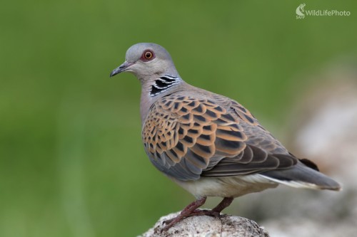 Hrdlička poľná  (Streptopelia turtur), Martin Šabík