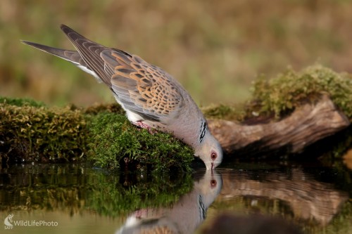 Hrdlička poľná  (Streptopelia turtur), Martin Šabík