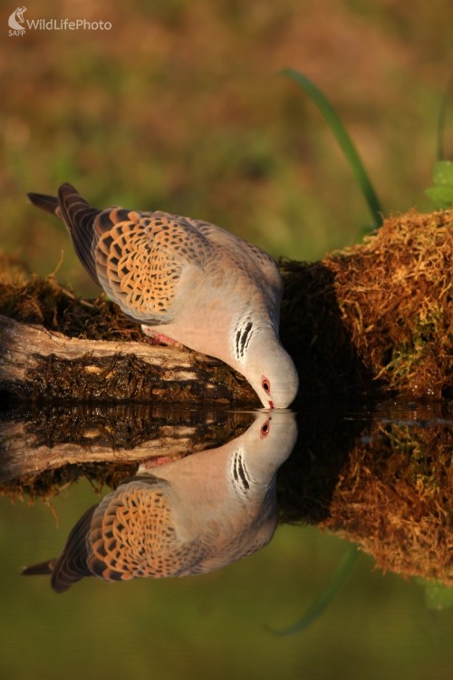 Hrdlička poľná  (Streptopelia turtur), Martin Šabík