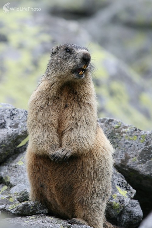 Svišť, Milan Fuňák