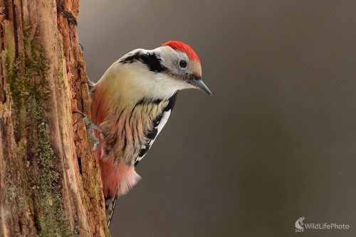 Ďateľ, Ľubomír Ondráško