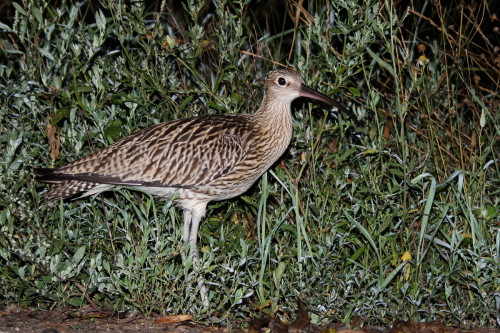 Hvizdák veľký(Numenius arquata), Martin Šabík