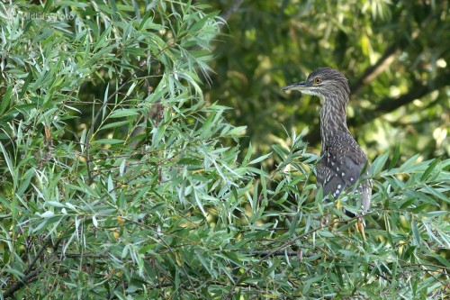 Chavkoš nočný (Nycticorax nycticorax), Martin Šabík