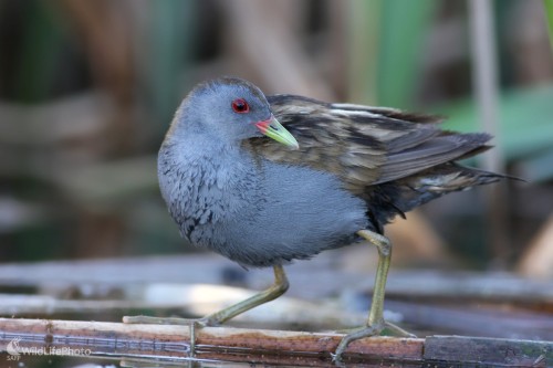 Chriašť malý(Porzana parva), Martin Šabík