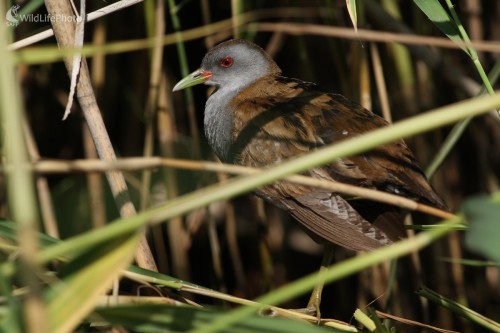 Chriašť malý(Porzana parva), Martin Šabík