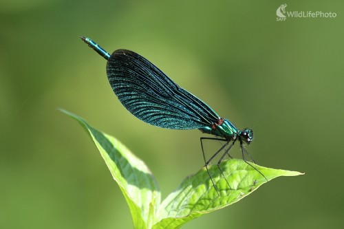 Hadovka lesklá (	Calopteryx splendens ), Milan Fuňák