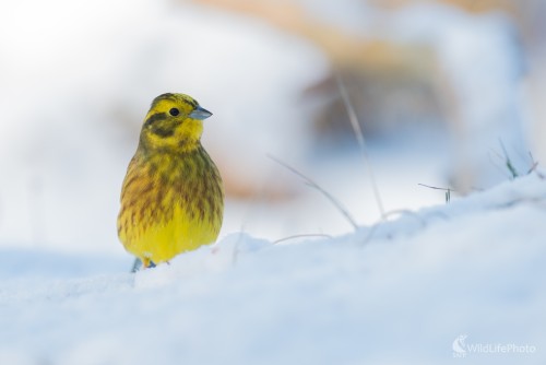 V snehu, Ľubomír Ondráško