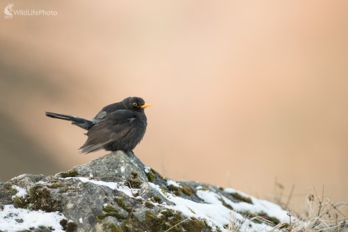 Západ slnka, Ľubomír Ondráško