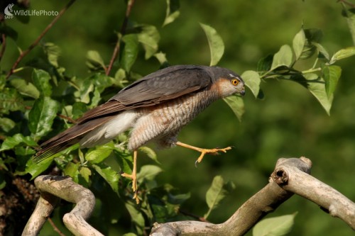 Jastrab krahulec (Accipiter nisus), Martin Šabík