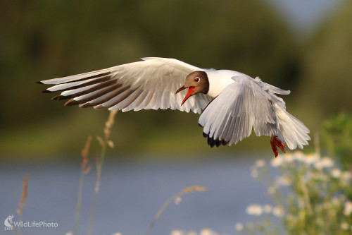 Čajka smejivá, Dominik Kalata