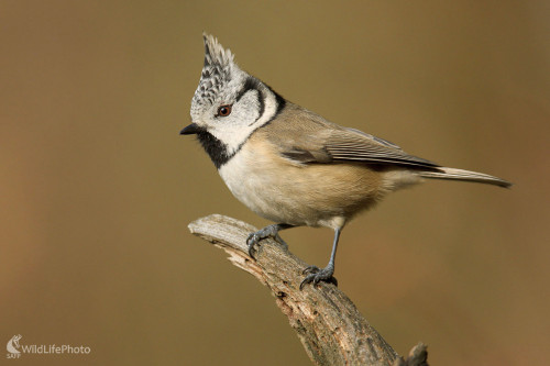 Sýkorka chochlatá, Dominik Kalata