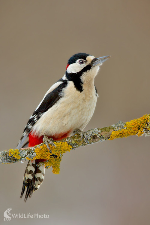 Ďateľ  veľký, Dominik Kalata