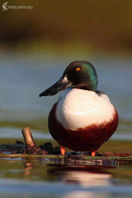 Kačica lyžičiarka (Anas clypeata), Martin Šabík