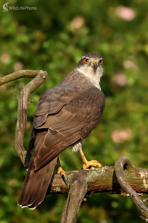 Jastrab lesný (Accipiter gentilis), Martin Šabík