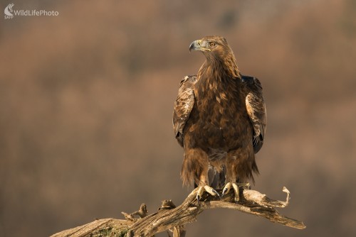 Môj prvý orol, Ľubomír Ondráško