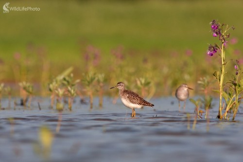Kalužiak močiarny (Tringa glareola), Martin Šabík