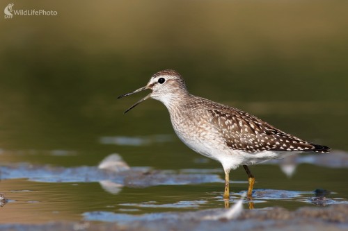 Kalužiak perlavý (Tringa ochropus), Martin Šabík
