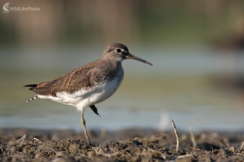 Kalužiak perlavý (Tringa ochropus), Martin Šabík