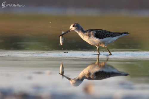 Kalužiak sivý (Tringa nebularia) , Martin Šabík