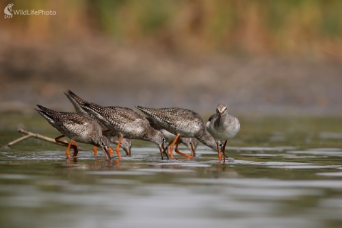 Kalužiak tmavý (Tringa erythropus), Martin Šabík
