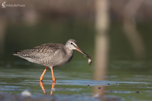 Kalužiak tmavý (Tringa erythropus), Martin Šabík