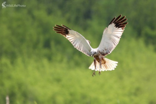 Kaňa močiarna (Circus aeruginosus ), Martin Šabík